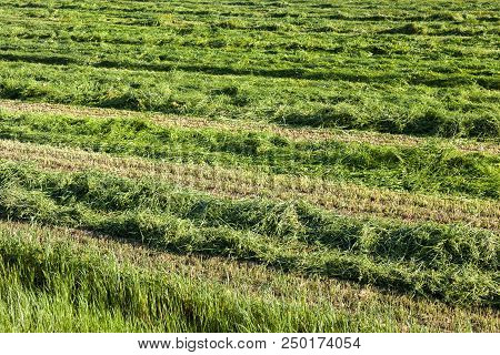 Long Rows Of Fresh Mown Grass During The Preparation Of Fodder For The Farm For The Winter, Close-up