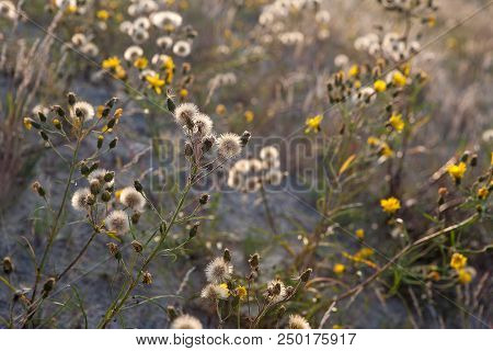 Nature Of Neringa Spit. Lithuania. Flora Of Desert.