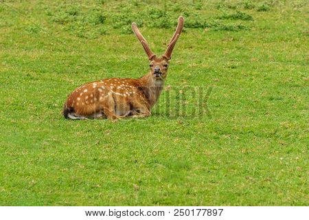 Sika Deer On The Background Of Green Grass Farm Or Zoo