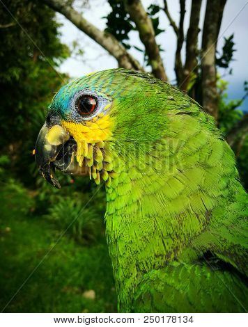 Exotic Parrot, Amazona Aestiva, With Amazing Plumage Of Different Colors Including Green Body, Yello
