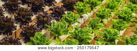 Fresh Lettuce Leaves, Close Up., Butterhead Lettuce Salad Plant, Hydroponic Vegetable Leaves. Organi