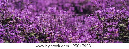 Lavender Flowers At Sunlight In A Soft Focus, Pastel Colors And Blur Background. Banner Long Format