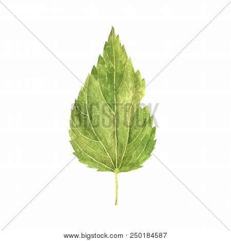Watercolor Drawing Green Leaf Of Nettle, Painted Botanical Illustration, Hand Drawn Floral Element