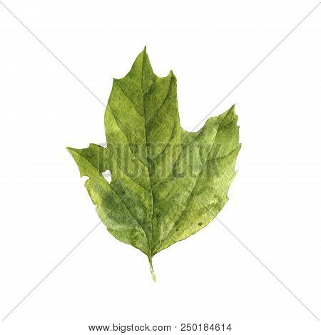 Watercolor Drawing Green Leaf Of Cranberrybush, Painted Botanical Illustration, Hand Drawn Floral El