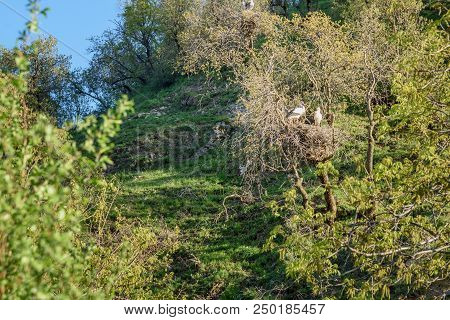 Nest Of Storks In Darreh Tafi Village Near Zarivar Lake, Darreh Tafi Village, 15kms West Of Marivan,