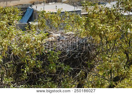 Nest Of Storks With Eggs In Darreh Tafi Village Near Zarivar Lake, Darreh Tafi Village, 15kms West O