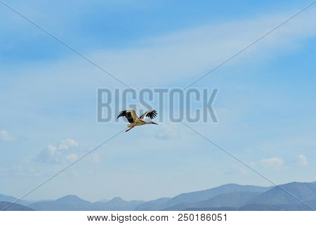 Stork In Sky In Darreh Tafi Village Near Zarivar Lake, Darreh Tafi Village, 15kms West Of Marivan, I