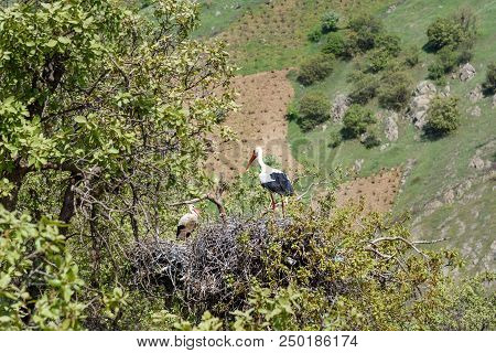 Nest Of Storks In Darreh Tafi Village Near Zarivar Lake, Darreh Tafi Village, 15kms West Of Marivan,