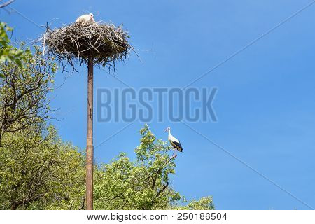 Nest Of Storks In Darreh Tafi Village Near Zarivar Lake, Darreh Tafi Village, 15kms West Of Marivan,