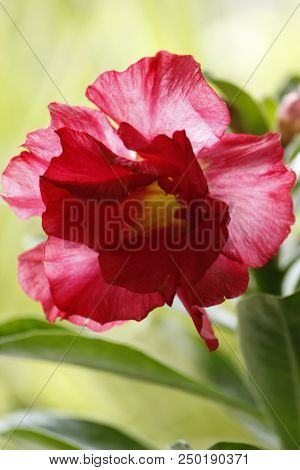 Very Beautiful Red Adenuim Obesum Flower By Nature