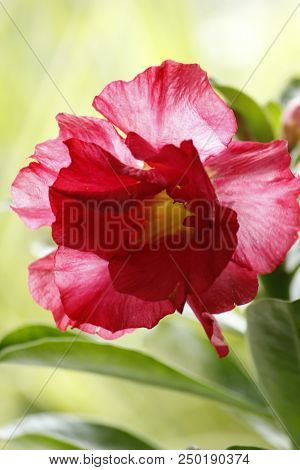 Very Beautiful Red Adenuim Obesum Flower By Nature