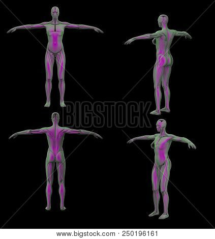 3d Rendering  Medical Illustration Of Human Muscle