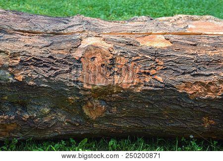 Closeup Of A Cut Tree Trunk Fallen Down On The Grass