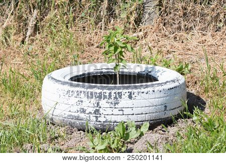 Homemade Flowerbed From A Tire