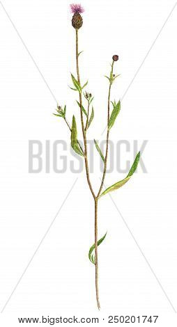Watercolor Drawing Flower Of Creeping Thistle, Painted Botanical Illustration, Hand Drawn Floral Ill