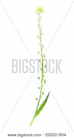 Watercolor Drawing Flower Of Camelina, Painted Botanical Illustration, Hand Drawn Floral Illustratio