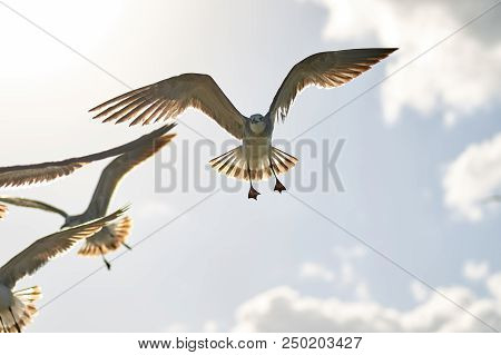 Albatross A Large Sea Bird With A Long Beak And Narrow Wings, Black And White Feathers, Feeds On Fis