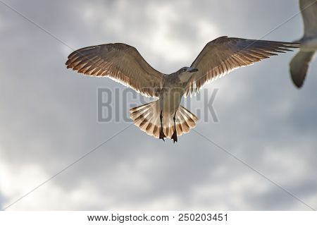 Albatross A Large Sea Bird With A Long Beak And Narrow Wings, Black And White Feathers, Feeds On Fis