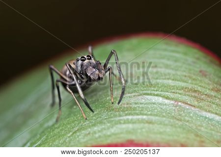 Macro Photography Of Ant-mimic Jumping Spider On Green Leaf