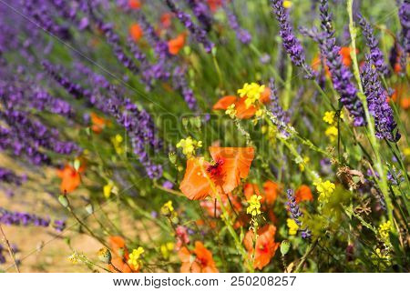 Poppies On A Background Of Lavender And Yellow Wildflowers