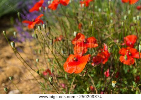 Flowers And Poppy Seeds On The Background Of Orange Soil.
