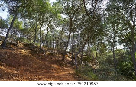 La Vallesa pine forest in La Canada village near Paterna of Spain Turia park
