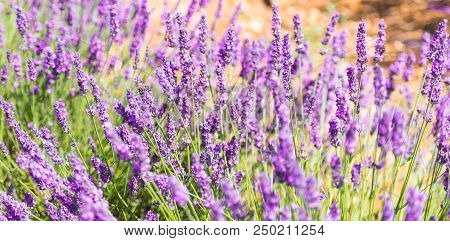Spikes Of Lavender And Orange Soil, Provence