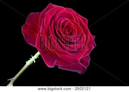 Una rosa roja
