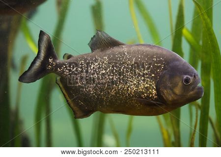 Red piranha (Pygocentrus nattereri), also known as the red-bellied piranha.