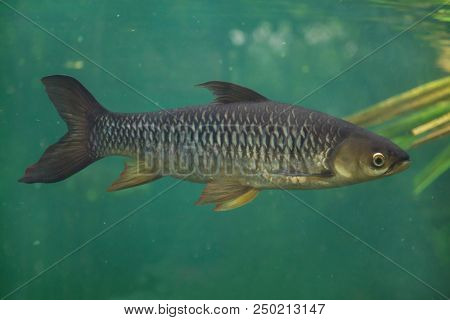 Hoven's carp (Leptobarbus hoevenii), also known as the mad barb or sultan fish.