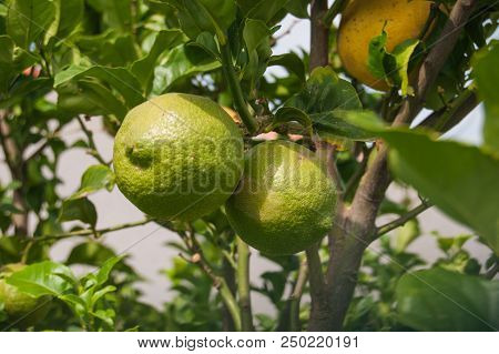 2 Green Lemons And 1 Yellow Attached To The Tree