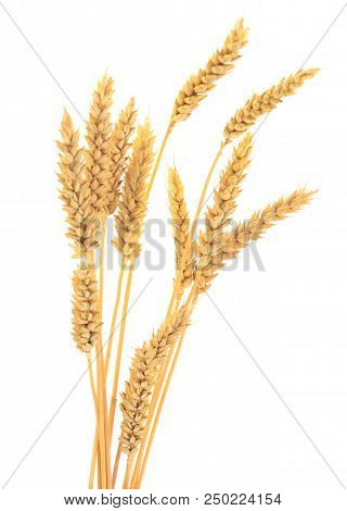 Ripe Ears Of Wheat Isolated On White Background.