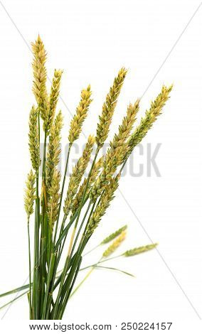 Green Ears Of Wheat Isolated On White Background