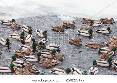 Many Ducks Swimming In Ice Hole Of Frozen Pond In Urban Timiryazevskiy Park In Moscow City In Winter