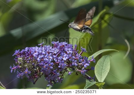 Sphinx Of The Gallium On Buddleja