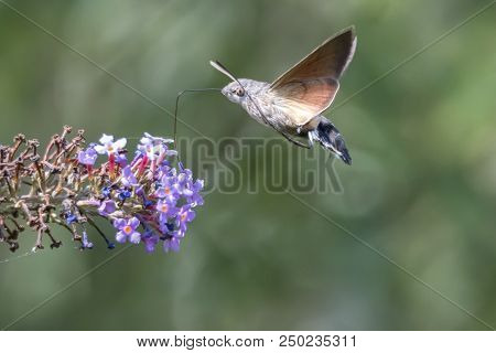 Sphinx Of The Gallium On Buddleja