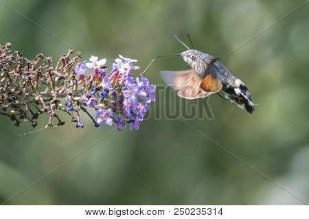 Sphinx Of The Gallium On Buddleja
