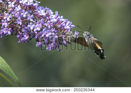 Sphinx Of The Gallium On Buddleja
