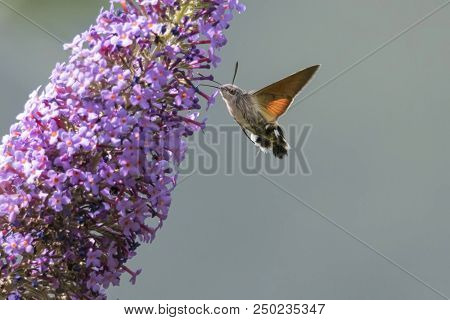 Sphinx Of The Gallium On Buddleja