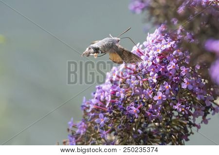 Sphinx Of The Gallium On Buddleja