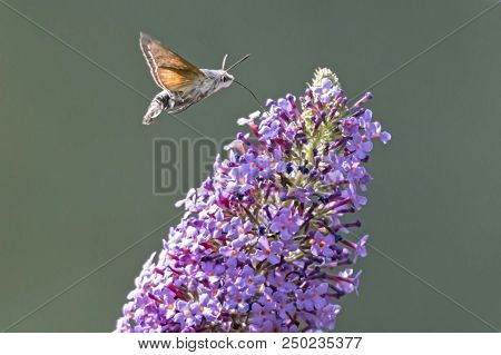 Sphinx Of The Gallium On Buddleja