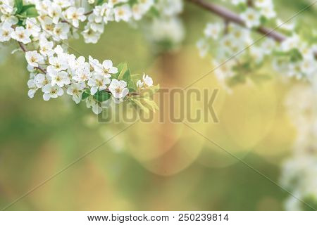 Ornamental Garden With Majestically Blossoming Large Trees On A Fresh Green Lawn.
