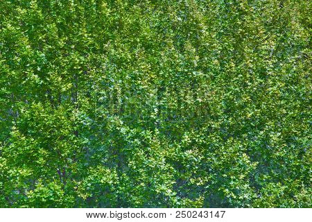 Outdoor Close Up View Of Plane Tree Foliage Lighted During A Sunset. Top Of Sycamore Branches, Plata