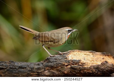 Beautiful Male Siberian Rubythroat (luscinia Calliope) Standing On Ground