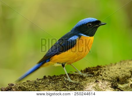 Beautiful Male Rufous-bellied Niltava (niltava Sundara) In Thai Forest