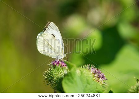Close-up Of A Cabbage White (pieris Rapae) Butterfly Who Is Pollinated A Green Flowering Cirsium Arv