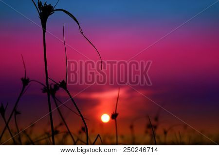 Blur Sunset On The Sea And Silhouette Grass On Beach Colorful Cold Sky