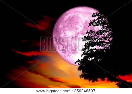 Super Full Pink Moon Back Silhouette Tree In Dark Red Colorful Sky