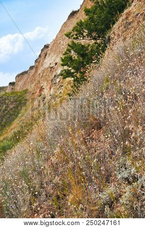wildflowers on high coast by the sea, beautiful landscape, grass and trees, summer travel concept