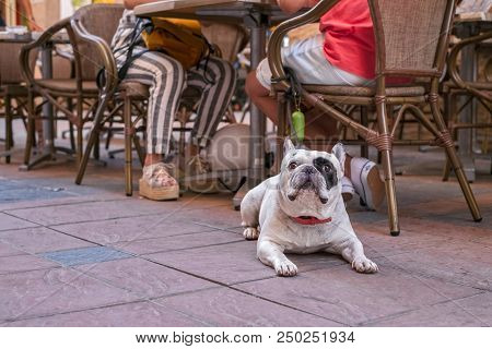 An Olde English Bulldogge To A Coffee
